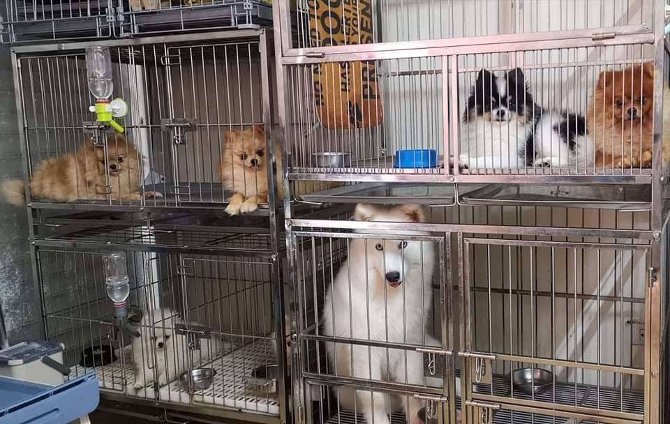 Precious Paws Kennel