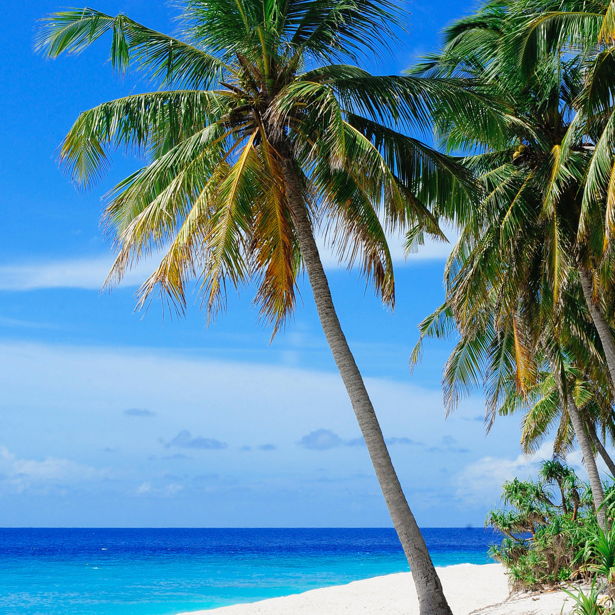 City Hardware Bohol Local