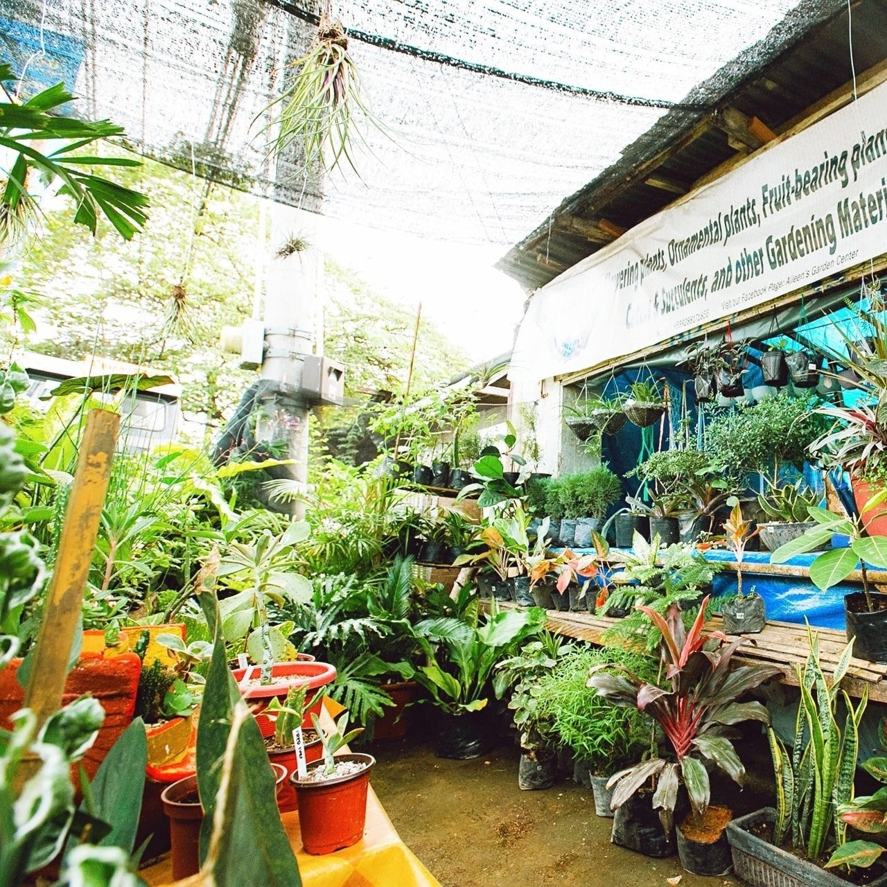 anthurium garden in bohol Aileen's Garden Center – Bohol Local