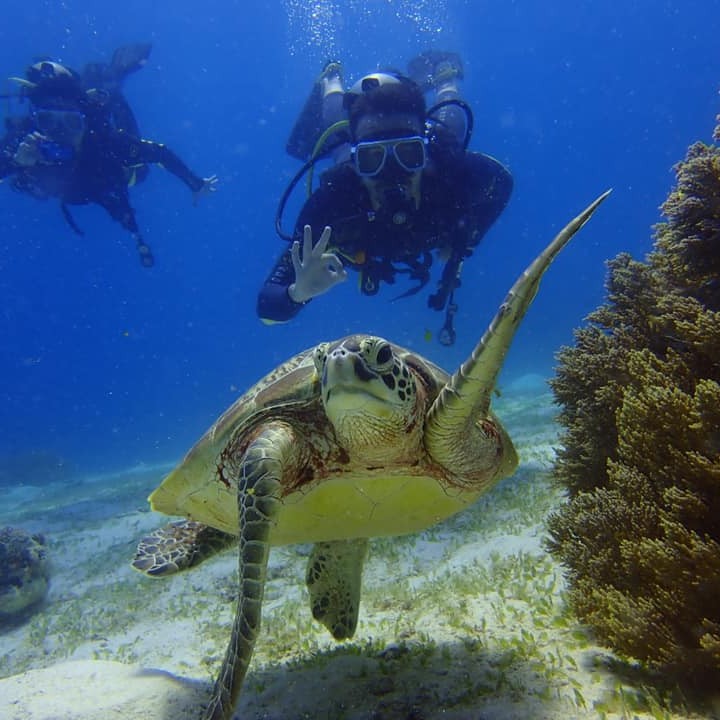 Bohol Divers Club -Dive Center