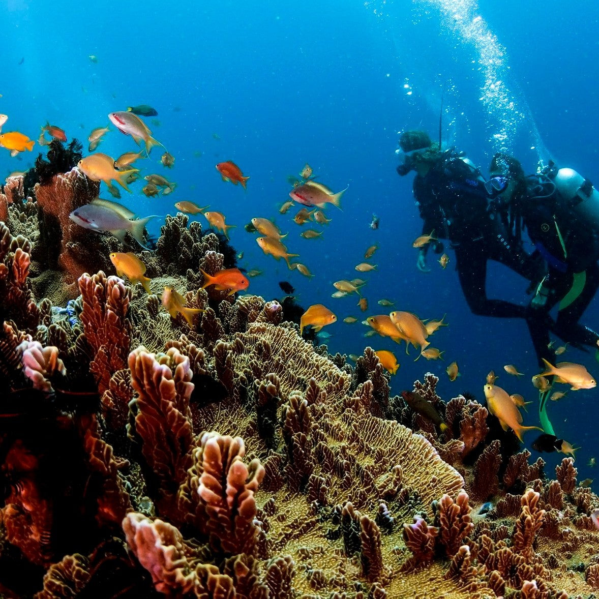 Bohol Divers Club -Dive Center