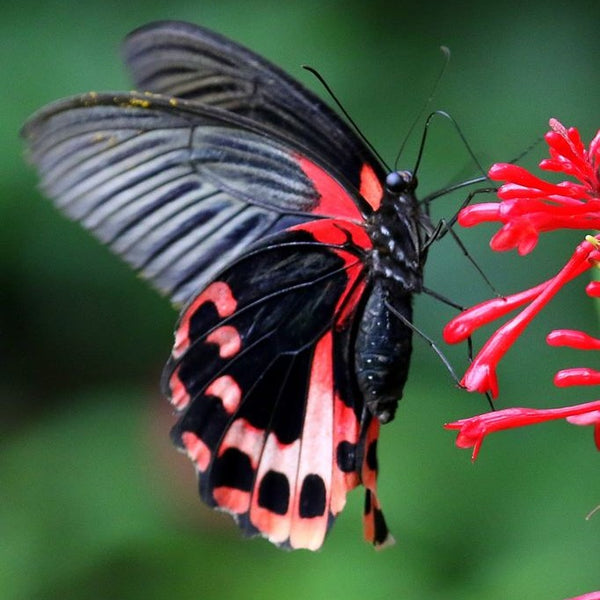 Habitat Butterflies Conservation Center Bohol Local